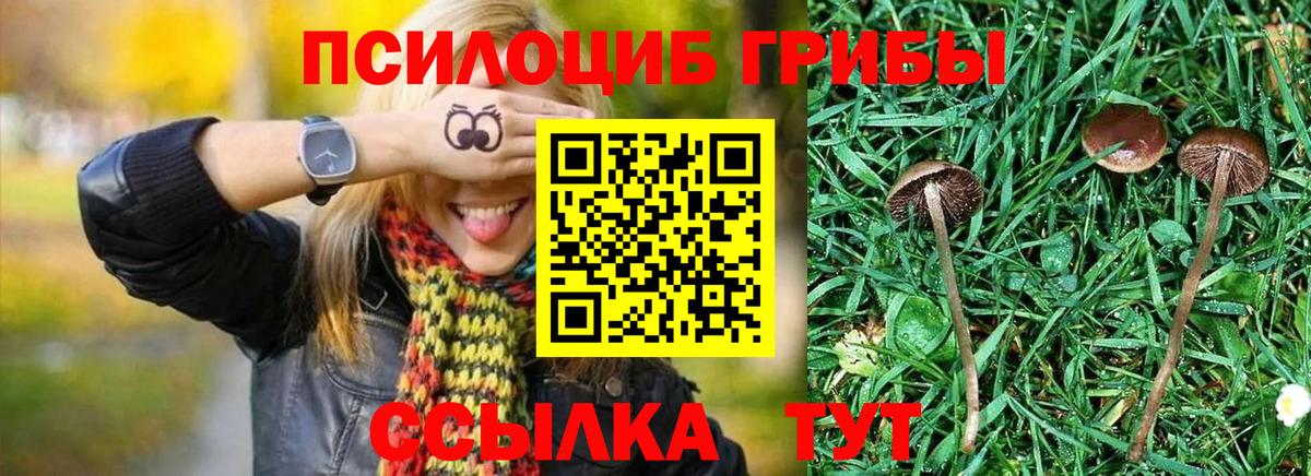 Псилоцибиновые грибы Psilocybe Реутов